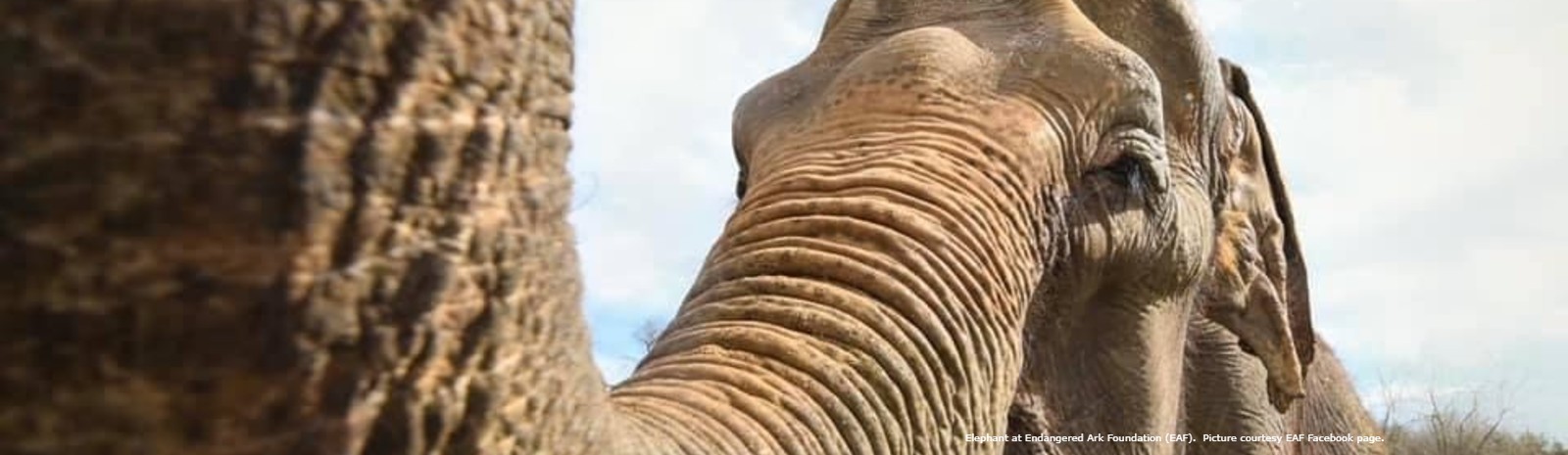 Elephant at Endangered Ark Foundation in Hugo, OK.